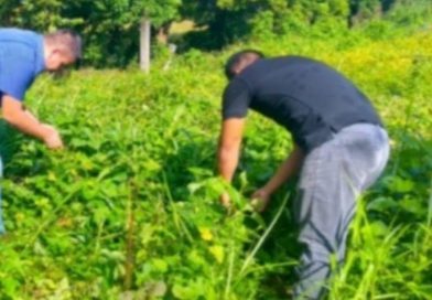 Elaboran catálogo de plantas malas hierbas para usos y beneficios en Chiltepec