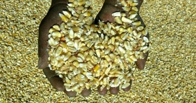 Prohibir importación de maíz transgénico frenaría PIB agroalimentario